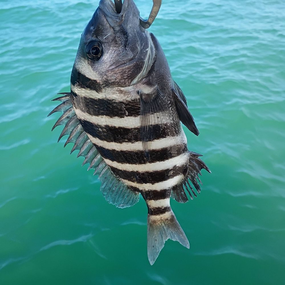 Crystal River fishing with Tops Charters