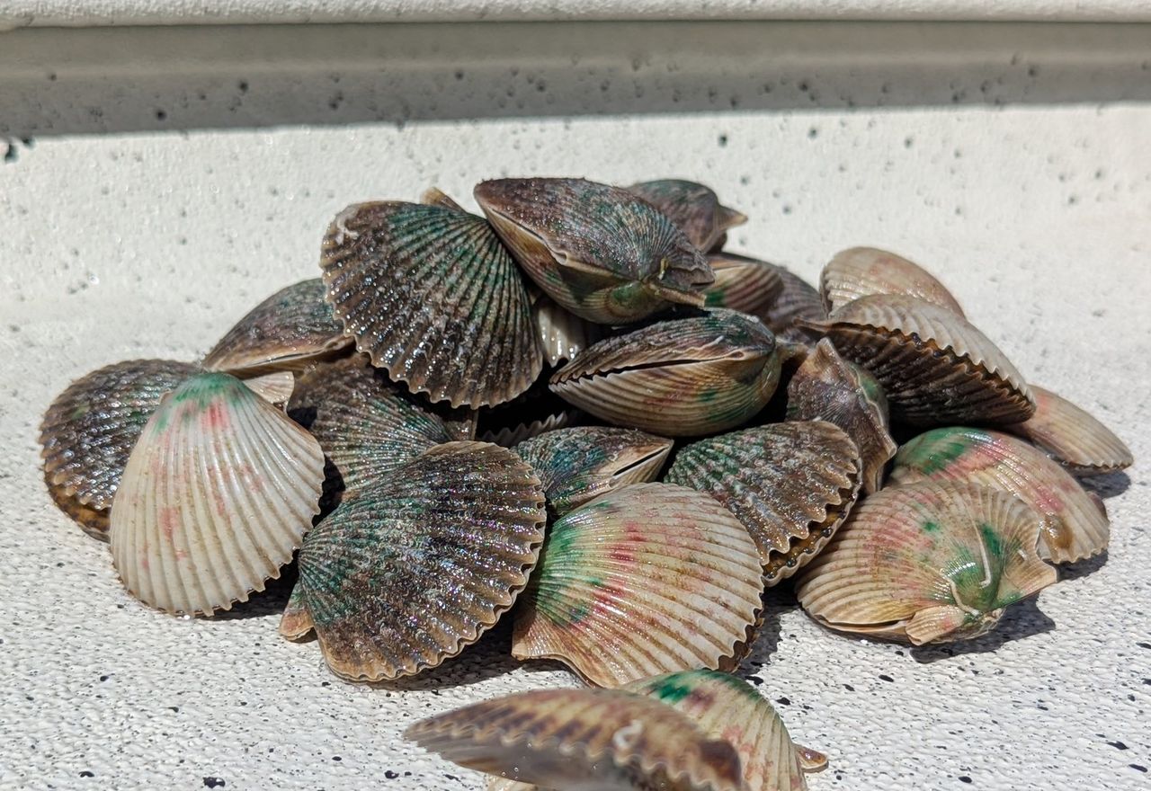 Scallop Trip — Tops Charters