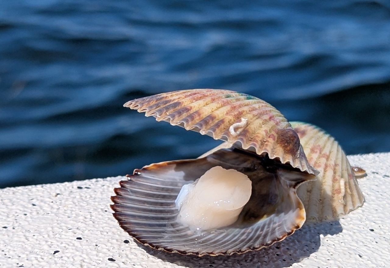 Scallop Trip — Tops Charters